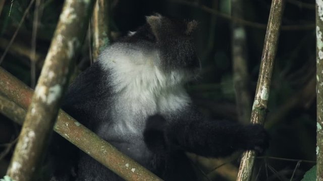 Sykes Monkey Hiding Behind The Bamboos Eating Leaves In Kenya Aberdare National Park - Closeup Shot