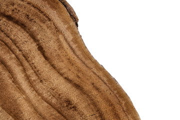 Textured surface of concentric tree rings on cut tree isolated on white.