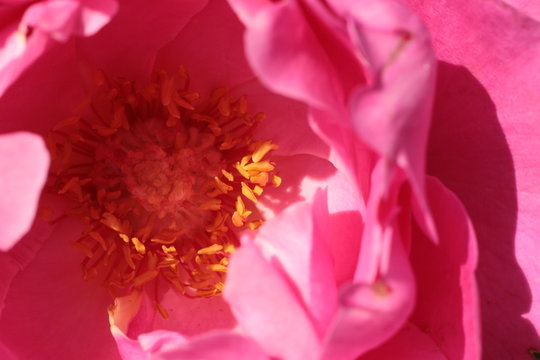 macro close-up of the petals, folds, patterns and pollen in the middle of a pink colored rose flower opening to the sun on a summer day, Australia