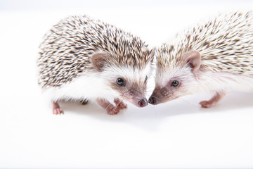 애완용 고슴도치 두마리