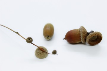 Ripe beautiful acorns are located on a white background