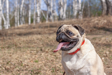 Funny fat pug with open mouth and long tongue in the forest. Red leather collar and brown leash....