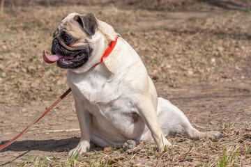 Obraz premium Fat Pug with his tongue sticking out is sitting on the ass on the grass. The dog is looking sideways. Red leather collar and brown leash. Blurred background. Copy space. Horizontal.