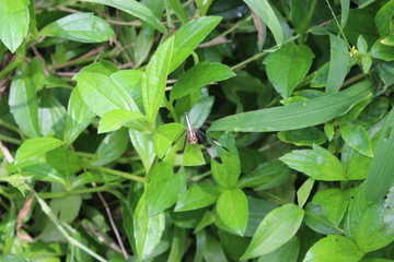 green beans on a vine