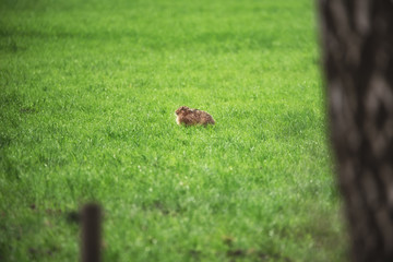 Wildkaninchen