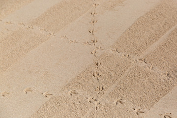 Traces of a wild bird in the sand. The bird left its tracks on the sandy city beach.