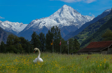 Swan in grass in canton Uri, Switzerland with swiss alps