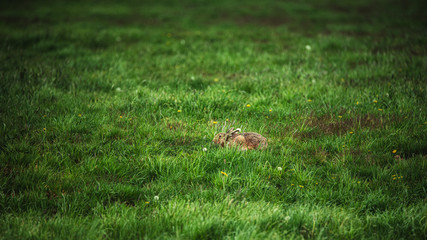 Hase auf Weide