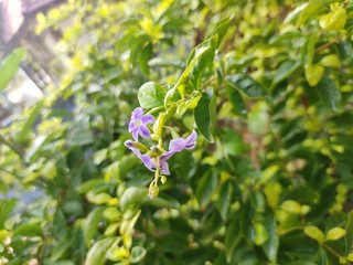 lilac flowers in the garden