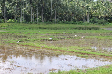 rice field in kerala