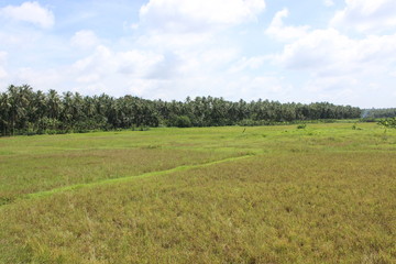 green field and blue sky in kerala
