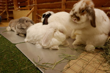 Four laying rabbits with gray, white and black hair on metal board