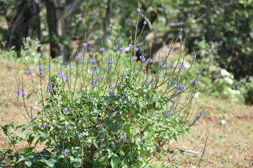 wild flowers in the meadow