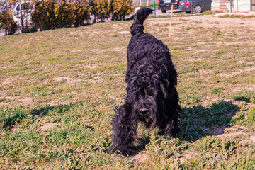 breed dog breeds and training
