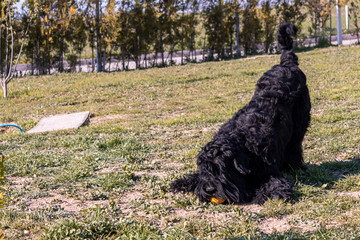 breed dog breeds and training
