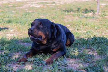 breed dog breeds and training