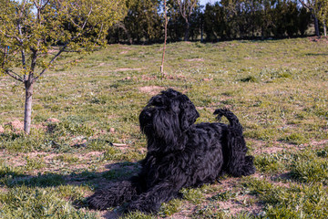 breed dog breeds and training