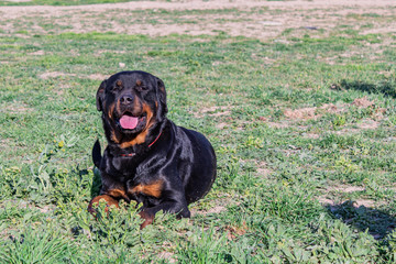 breed dog breeds and training