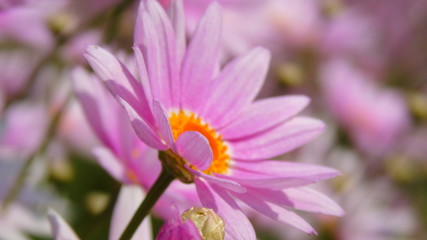 pink cosmos flower