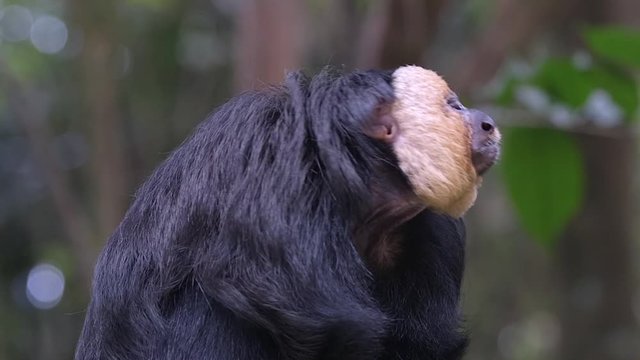 A White-Faced Saki Looking Around In Slow Motion - Closeup Shot