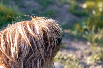 breed dog breeds and training