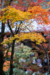 autumn leaves in the garden, natural background for season change and vibrant falling colorful foliage concept