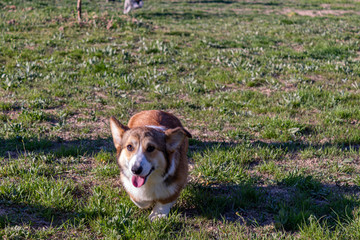 breed dog breeds and training