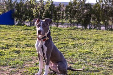 breed dog breeds and training