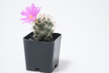 Beautiful cactus on white background