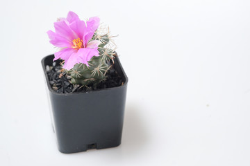 Beautiful cactus on white background