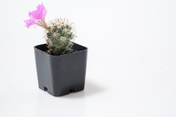 Beautiful cactus on white background