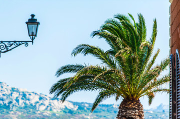 A closeup of a palm tree illuminated by sunlight from a narrow alleyin the historic city La Maddalena, in La Maddalena island Sardinia Italy