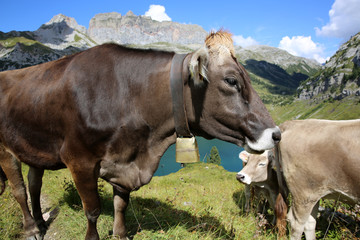 Kuh im Berner Oberland. Schweiz