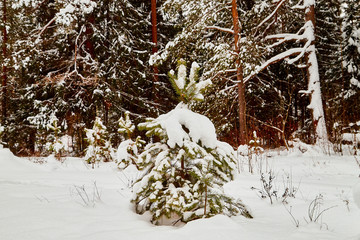 Snow covered small spruce in a winter forest
