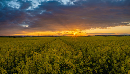 panorama of a blooming rape field in the warm light of the setting sun