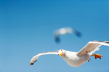 A closeup of a seagull with another blurred in the background flying freely in nature with the background of blue sky on a sunny day in summer, in Sardinia Italy