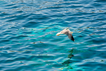 
A view of a lone seagull in its natural environment is flying free reflecting in the colorful sea on a sunny day in summer, in Sardinia Italy