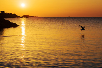 A view of a landscape with the beautiful colors of sunrise on a summer vacation day with a seagull flying free reflecting in the sea, in Sardinia Italy