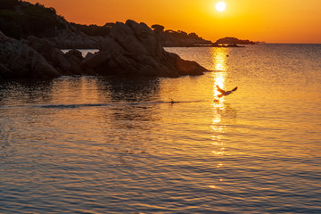 A view of a landscape with the beautiful colors of dawn on a summer vacation day with a seagull flying free touching the sea water, in Sardinia Italy