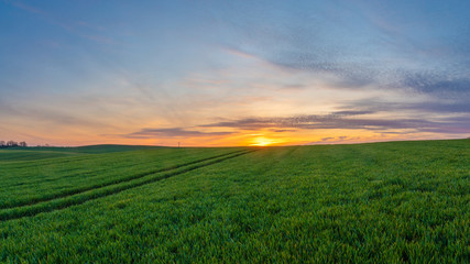 spring panorama of green sown crops during sunset.