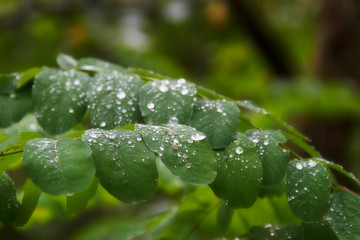 A moody rainy view of green tree leaves with rain drops in a dark forest