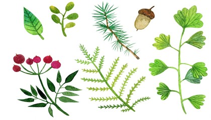 Set of forest plants. Watercolor illustration on a white background. Illustration for the decor and design of posters, postcards, prints, stickers, invitations, textiles and stationery.