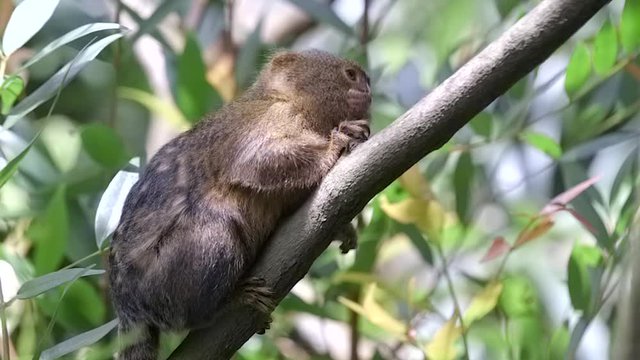 A Marmoset Clinging On A Tree Branch - Slowmo Full Body Side Shot