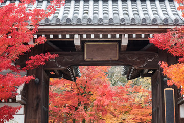 Japanese traditional Wooden gate with colorful leaves in Autumn foliage season. Kyoto, Kansai, Japan