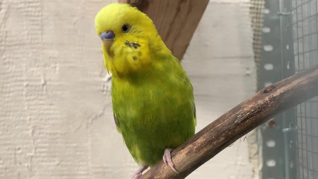 Steady handheld shot of a cute pet parrot inside a cage standing on a branch indoors while picking itself