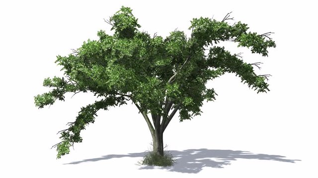 3D animated American Elm tree with wind effect and shadows on white background