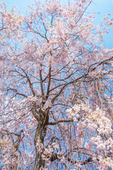 しだれ桜　Japanese weeping cherry blossoms