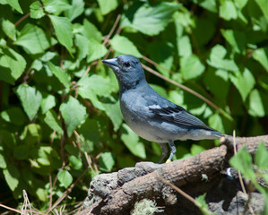 Fototapeta premium Male Gran Canaria blue chaffinch Fringilla polatzeki. Las Brujas Mountain. Integral Natural Reserve of Inagua. Tejeda. Gran Canaria. Canary Islands. Spain.