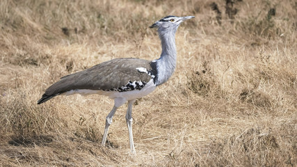 medium angle shot of a kori bustard bird at a wildlife reserve in tanzania