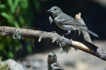 Juveniles Gran Canaria blue chaffinch Fringilla polatzeki. Las Brujas Mountain. Integral Natural Reserve of Inagua. Tejeda. Gran Canaria. Canary Islands. Spain.